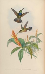 Sternoclyta cyanopectus de John Gould